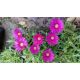 Delosperma červenofialová