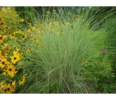 Ozdobnice (Miscanthus sinensis "Variegatus")