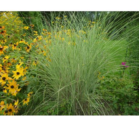 Ozdobnice (Miscanthus sinensis "Variegatus")