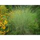 Ozdobnice (Miscanthus sinensis "Variegatus")