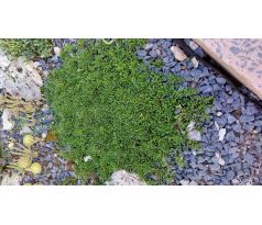 Koulenka (Globularia repens)
