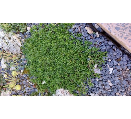 Koulenka (Globularia repens)