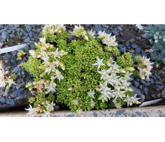 Sedum 43 (Sedum trollii)