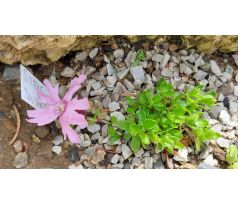 Silenka (Silene davidii)