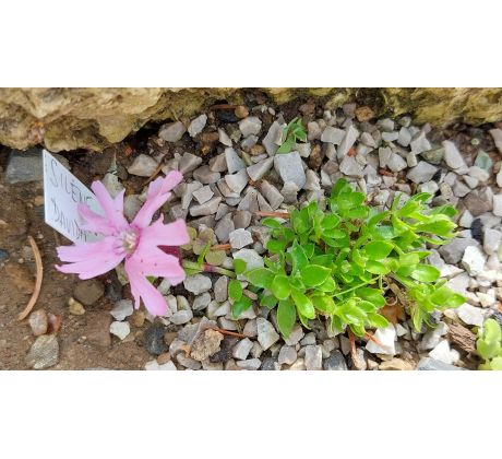 Silenka (Silene davidii)