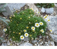 Erigeron scopulinus