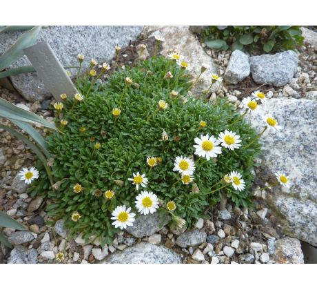 Erigeron scopulinus