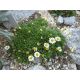 Erigeron scopulinus