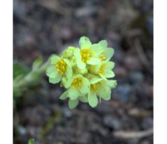 Lomikámen Gregor Mendel(Saxifraga x apiculata)