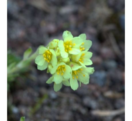 Lomikámen Gregor Mendel(Saxifraga x apiculata)