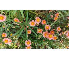 Oranžový Devaterník(Helianthemum x)