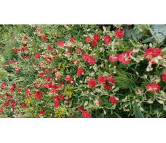 Červený Devaterník(Helianthemum x)