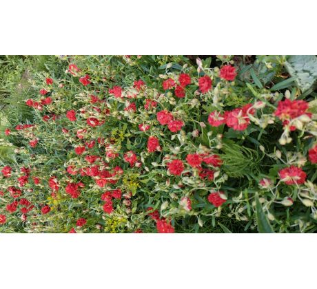 Červený Devaterník(Helianthemum x)