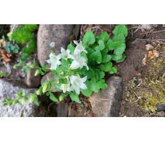 Zvonek (Campanula dolomitica)