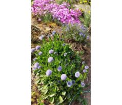 Koulenka (Globularia bisnagarica)