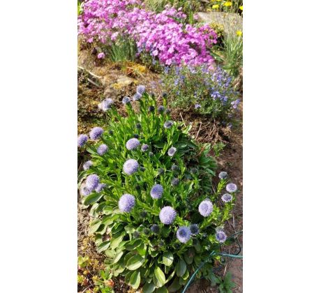 Koulenka (Globularia bisnagarica)