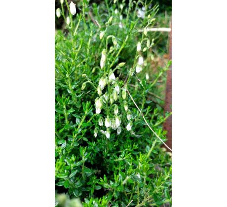 Dabécie (Daboecia cantabrica)