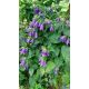 Zvonek (Campanula x Sarastro)