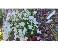 Draba corabensis