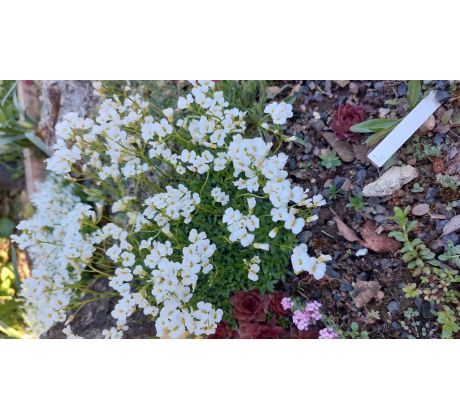Draba corabensis