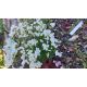 Draba corabensis