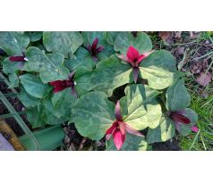 Trojčetka (Trillium chloropetalum)
