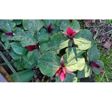Trojčetka (Trillium chloropetalum)