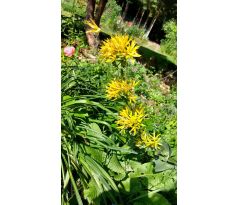 Hořec žlutý (Gentiana lutea)
