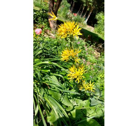 Hořec žlutý (Gentiana lutea)