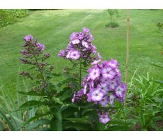 Vysoký flox 16 (Phlox paniculata)