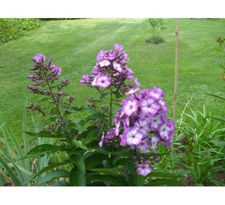 Vysoký flox 16 (Phlox paniculata)