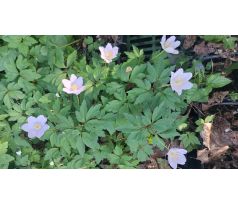 Modrá Sasanka(Anemone nemerosa "Robinsionana")