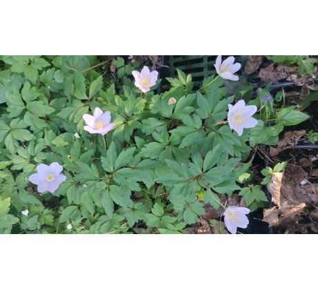Modrá Sasanka(Anemone nemerosa "Robinsionana")