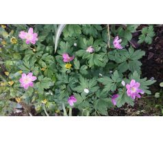 Růžová sasanka(Anemone nemerosa Pink Form)