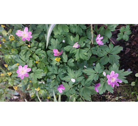 Růžová sasanka(Anemone nemerosa Pink Form)