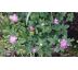 Růžová sasanka(Anemone nemerosa Pink Form)