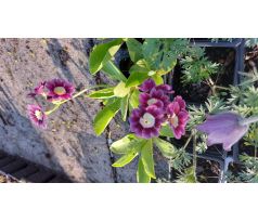 Prvosenka lysá(Primula auricula)