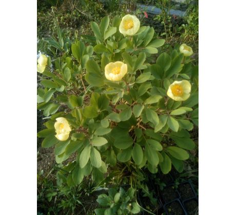 Žlutá pivoňka(Paeonia mlokosewitschii)