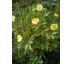 Žlutá pivoňka(Paeonia mlokosewitschii)
