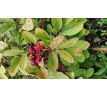Žlutá pivoňka(Paeonia mlokosewitschii)