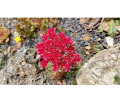 Sedum sempervioides