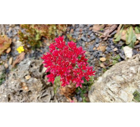 Sedum sempervioides