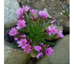 Lewisia longipetala