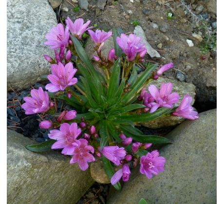 Lewisia longipetala