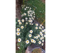 Kopretina arktická(Chrysanthemum arcticum)