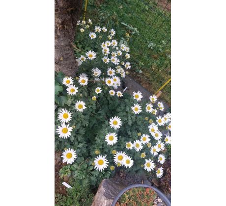 Kopretina arktická(Chrysanthemum arcticum)