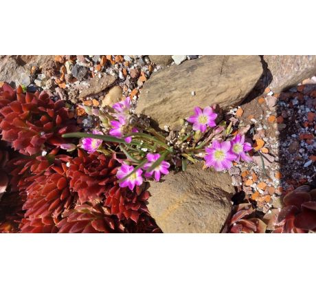 Lewisia (Lewisia pygmaea)