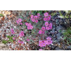 Pochybek(Androsace villosa var. Jacquemontii)