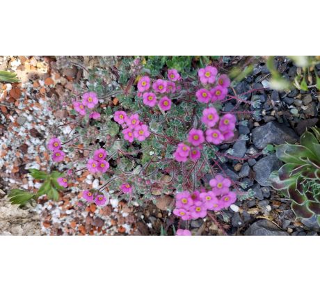 Pochybek(Androsace villosa var. Jacquemontii)