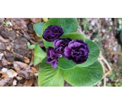 Prvosenka lysá,plnokvětá(Primula auricula)
